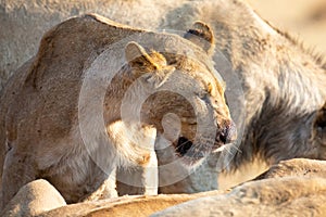 Angry and hungry lioness feed on the carcass of dead rhino