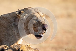 Angry and hungry lioness feed on the carcass of dead rhino
