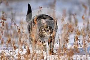 Angry hunting cat on snow.