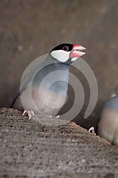 Angry Java Sparrow