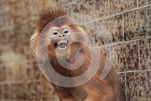 Angry javan lutung