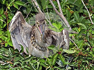 Angry Juvenile Black-crowned Night Heron