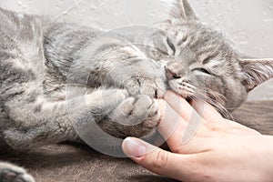 Angry kitten bites the owner& x27;s hand. A small playful gray kitten bites the hand of a caucasian woman.