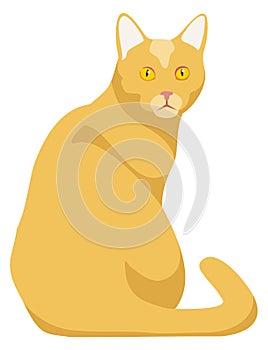 Angry kitten. Yellow cat look from back. Cartoon pet