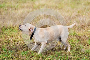 Angry Labrador retriever dog yap someting photo