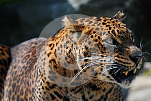 Angry leopard