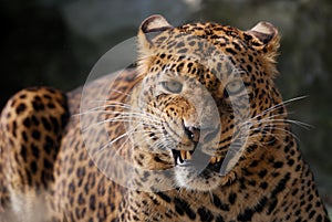 Angry leopard