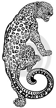 Angry leopard climbing up. Tattoo black and white