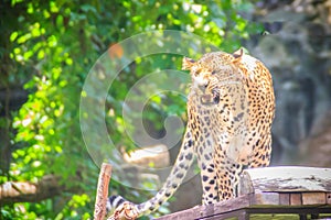 Angry leopard (Panthera pardus) is roaring on the scaffold on th