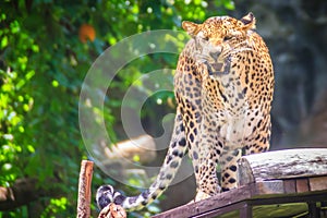 Angry leopard (Panthera pardus) is roaring on the scaffold on th