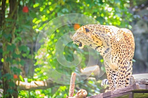 Angry leopard (Panthera pardus) is roaring on the scaffold on th