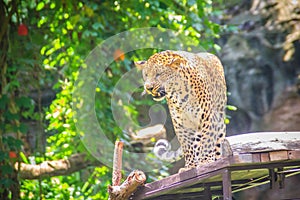 Angry leopard (Panthera pardus) is roaring on the scaffold on th