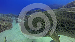 Angry leopard shark close up. Grumpy annoyed zebra shark & catfish fish school