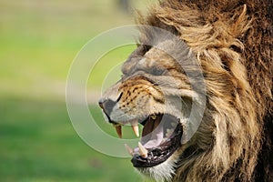 Angry lion