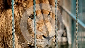 Angry lion in a cage at the zoo. An animal in captivity.