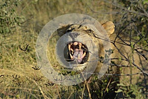 Angry Lion in Kalahari desert in Botswana, colored