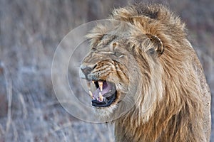 Angry lion snarling photo