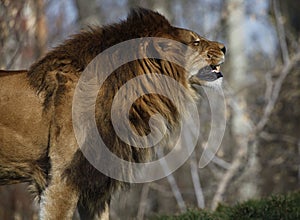 Angry lion sniffs