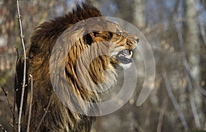 Angry lion sniffs 2 photo