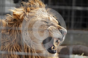 An angry lion who growls a cage shot through a fence sits behind a prison devoid of freedom and will and aggressively shows teeth