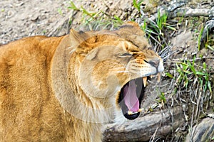 Angry lioness