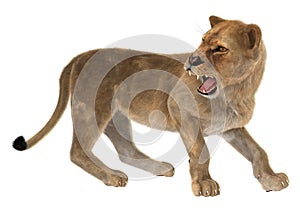 Angry Lioness