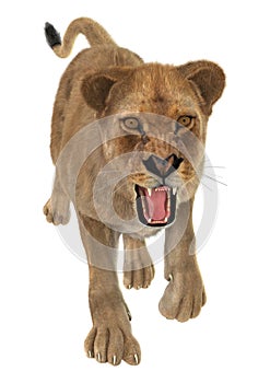 Angry Lioness