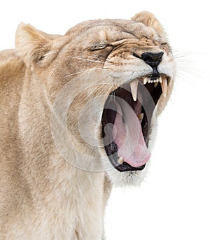 Angry lioness