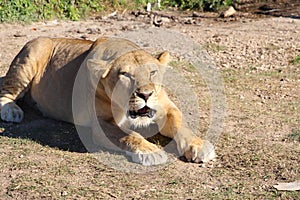 Angry lioness lies on the ground