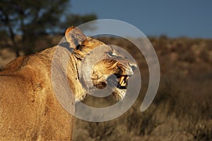 The angry Lioness Panthera leo walking in Kalahari desert