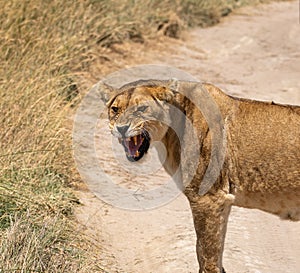 Angry lioness showing teeth in savanna. serengeti park, Tanzania