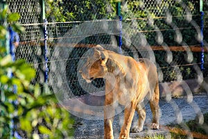 Angry lioness at the zoo.