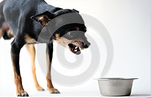 Angry litlle black dog of toy terrier breed protects his food in a metal bowl on a white background.Close-up
