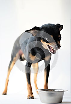 Angry litlle black dog of toy terrier breed protects his food in a metal bowl on a white background.Close-up