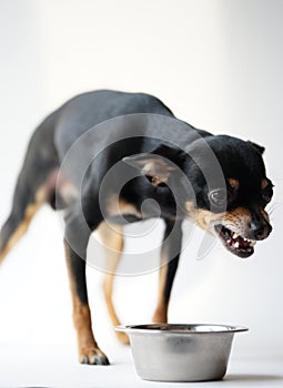 Angry litlle black dog of toy terrier breed protects his food in a metal bowl on a white background.Close-up