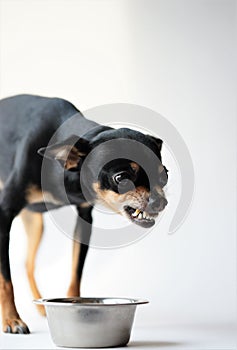 Angry litlle black dog of toy terrier breed protects his food in a metal bowl on a white background.Close-up