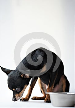 Angry litlle black dog of toy terrier breed protects his food in a metal bowl on a white background.Close-up