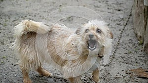 Angry little aggressive barking dog outdoors