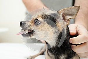 angry little dog grins and growls, pet is afraid and nervous, showing teeth