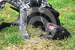 Angry little dogs with bared teeth on the grass