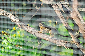 Angry little monkey in a cage