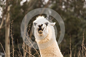 Angry llama showing teeth, aggressive alpaca, evil with ears back, protective and threatening animal