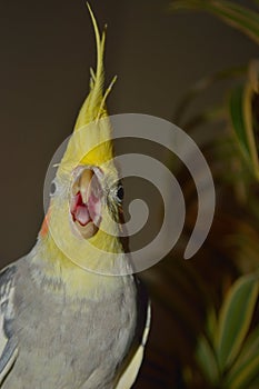 Angry bird making angry noises photo