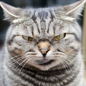 angry looking cat with fierce stare