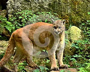 An angry looking Cougar walking in it`s natural habitat
