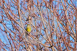 Angry looking European greenfinch perching on a maple tree`s twigs