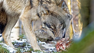 Angry looking gray wolf tearing meat off a spine