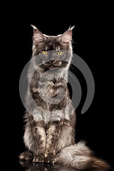 Angry Maine Coon Cat Sitting Isolated on Black Background