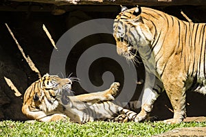 Angry malayan tiger fighting