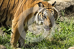 Angry malayan tiger staring